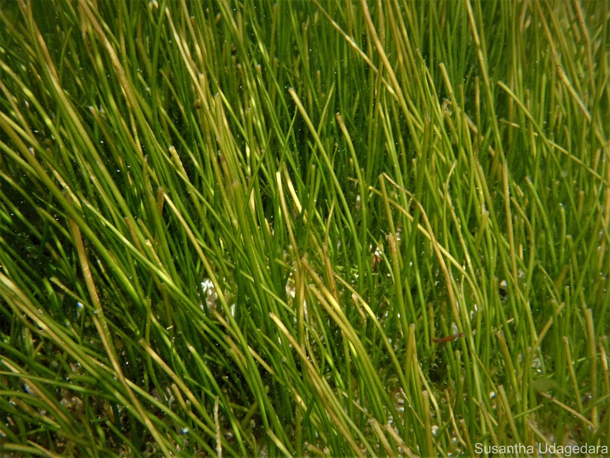 Syringodium isoetifolium (Asch.) Dandy